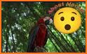 Macaw Parrot Theme related image