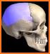 Dental Anatomy & Skull related image