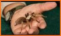 How to Take Care of a Pet Tarantula or Scorpion related image