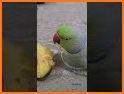 Kavi Escape Game 617 Adorable Parrot Escape related image