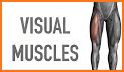 Visual Muscles 3D related image