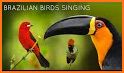 Brazilian's birds sounds related image