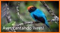 Brazilian's birds sounds related image