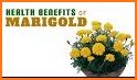 Marigold Health related image