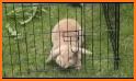 Rabbit Escape related image