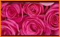 Pink Roses 1 Keyboard Background related image