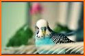 Parakeet Love Keyboard Background related image