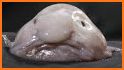 Blobfish related image