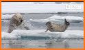 Polar Animal - Pup Care related image