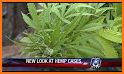 Hemp.im: The latest hemp and cannabis news. related image