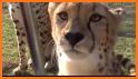 Cheetah Sounds - Best Cheetah Ringtones related image