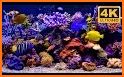 Aquarium Fish Live Wallpaper related image