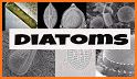 Diatom related image