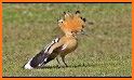 Hoopoe related image