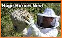 Hornet Swarm related image