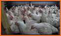 USA Poultry Farming: Chicken and Duck Breeding related image