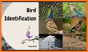 Bird Identifier: Identify Birds with photo Bird ID related image