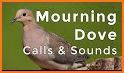 Dove Sounds - Dove Calls for Hunting related image