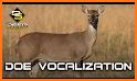 Whitetail Deer Calls related image