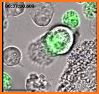 Macrophage related image