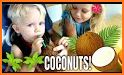 Coco Loco: Harvest Coconuts related image