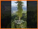 Tallest Tree related image