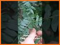 Scan Plant ID: Plant identification free- Tree app related image