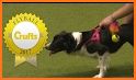 World Dog Racing Tournament 2018: Crazy Dog Race related image