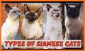 Siamese Cats related image