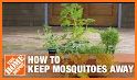 Get Rid of Mosquitoes related image