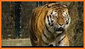 Bengal Tiger Live Wallpaper related image