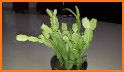 How to Care for a Christmas Cactus related image