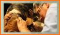 Otay Pet Vets related image