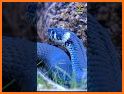 Snake Video - Snack Video Original | Short Videos related image