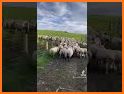 Lamb Herding related image