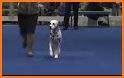 AKC National Championship related image