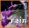 Rain moment - Relax & Accompany related image