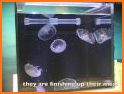 Live Jellyfish related image