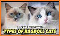 Ragdoll Roll related image