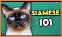 Siamese Cats related image