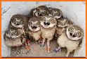 Funny Owl related image