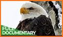 Eagle related image