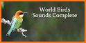 iBird United Kingdom Pro related image