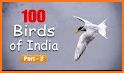 Birds of India related image