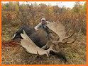 Moose Hunting Calls related image