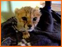 Cheetah Sounds - Best Cheetah Ringtones related image