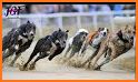 Dog Race Game: New Kids Games 2020 Animal Racing related image