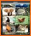 Animal Sounds: Free Ringtones & Animal Noises App. related image