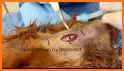 Veterinary Emergency Medicine Small Animal related image