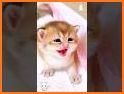 Animated Kitten Sticker WAStickerApps 🐾 related image